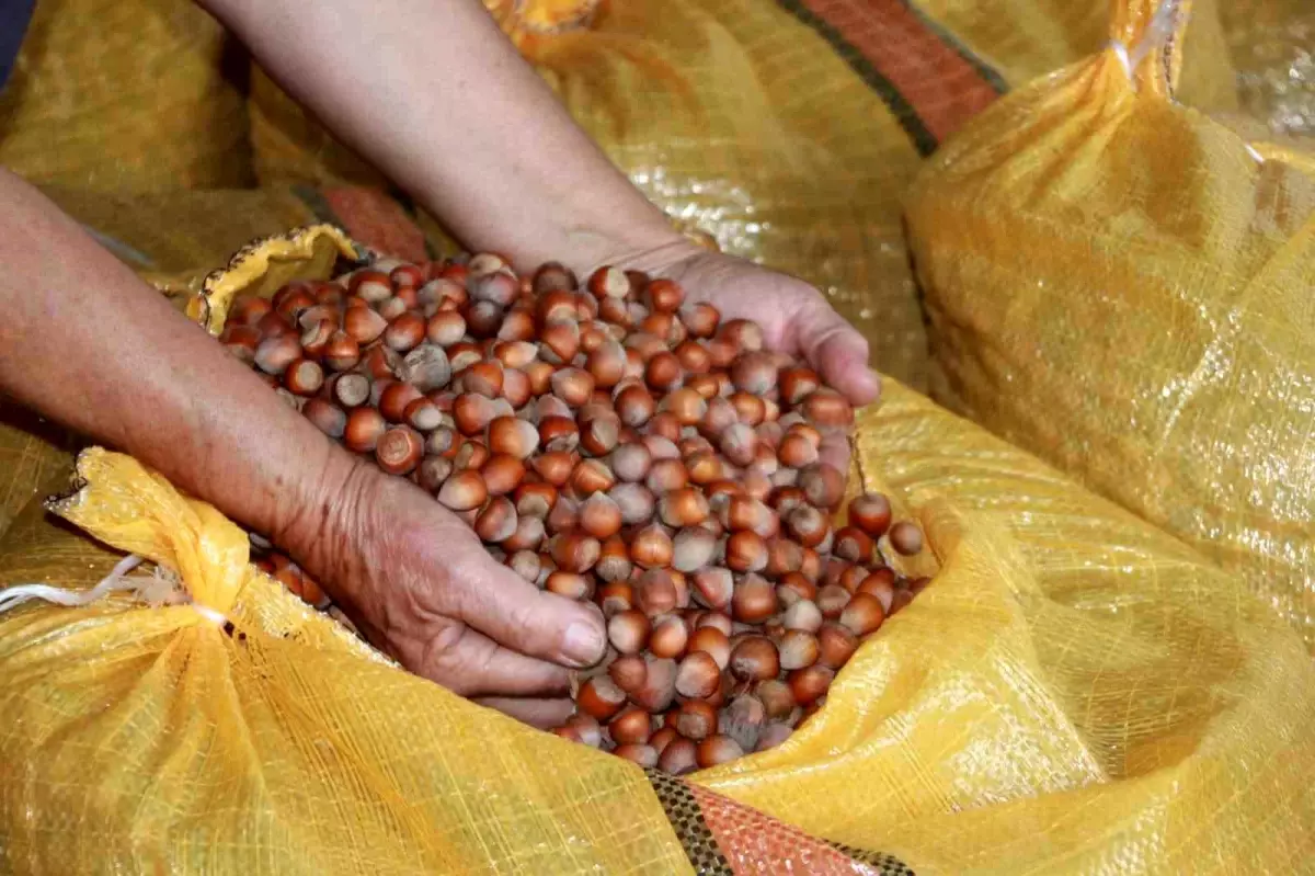 orduda findik ureticileri fiyat artisini bekliyor SASw2zEU