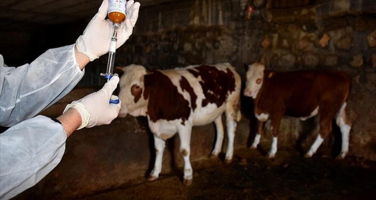 sap hastaliginin yeni serotipine karsi 15 milyon doz asi sahaya indirildi yLl441T7