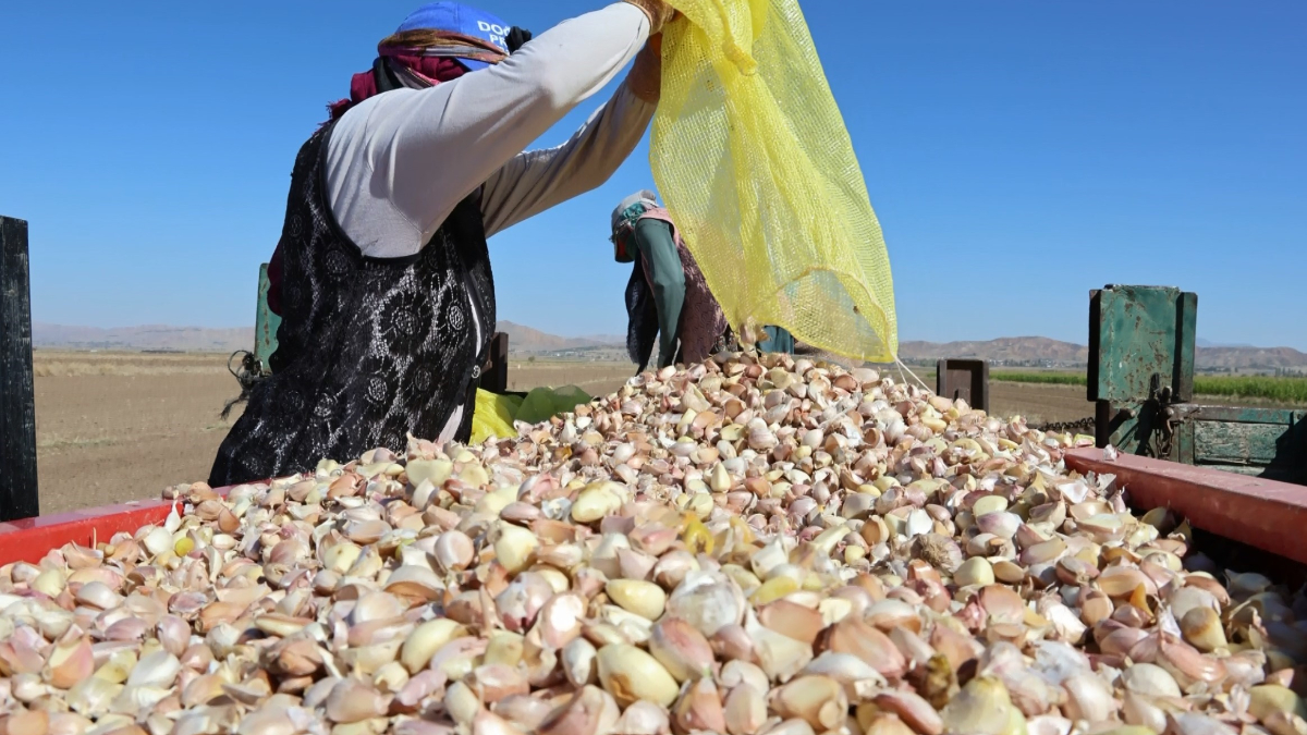 aksarayda organik sarimsaklarin ekimi basladi Phs4XFOS