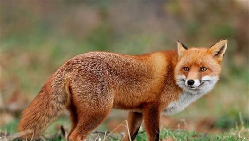 malatyada yaban hayvanlari havadan asilanacak xbkYY3RD