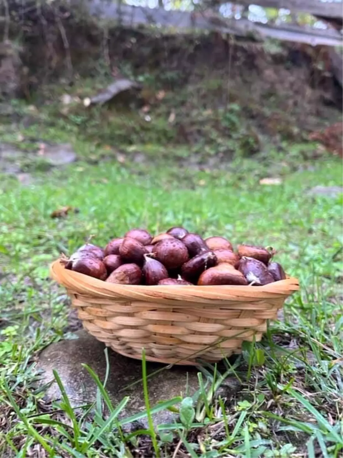 sinopta kestane sezonu basladi gelenegi yasatiyorlar 6rvxXPO7.jpg